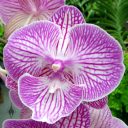 Phalaenopsis Harlequin 'Diamond', Moth Orchid hybrid flower, Orchids in the Park 2016, Golden Gate Park, San Francisco, California