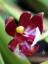 Phalaenopsis cornu-cervi 'Red', Moth Orchid species flower, Phal, Orchids in the Park 2017, Golden Gate Park, San Francisco, California