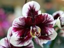 Phalaenopsis orchid hybrid flower, Moth Orchid, Phal, Orchids in the Park 2017, Golden Gate Park, San Francisco, California