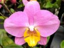 Phalaenopsis orchid hybrid flower, Moth Orchid, Phal, Orchids in the Park 2017, Golden Gate Park, San Francisco, California