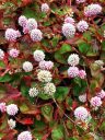 Pink_Clover, Polygonum capitatum, ground cover with small pink flowers and red variegated leaves, growing outdoors in Pacifica, California