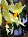 Stanhopea wardii, orchid species flowers, pendent flowers, Orchids in the Park 2017, Golden Gate Park, San Francisco, California