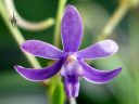 Vanda Charm, Darwinara Charm, orchid hybrid flower, Orchids in the Park 2016, Golden Gate Park, San Francisco, California