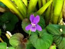 Violet growing among Cymbidium orchid leaves, growing outdoors in Pacifica, California