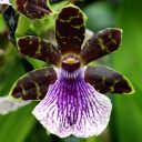 Zygopetalum flower, Zygo, Orchids in the Park 2016, Golden Gate Park, San Francisco, California