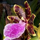 Zygopetalum BG White 'Stonehurst', Zygo orchid hybrid flower, growing outdoors in Pacifica, California