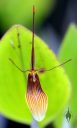 possibly Restrepia brachypus, orchid species flower, mini orchid, pleurothallid, Orchids in the Park 2017, Golden Gate Park, San Francisco, California