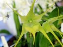 Aeranthes Jean Bosser, orchid hybrid with green flower, Orchids in the Park 2017, Golden Gate Park, San Francisco, California