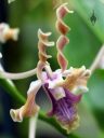 Dendrobium helix, orchid species flower, Antelope Dendrobium with twisted petals resembling horns, Orchids in the Park 2017, Golden Gate Park, San Francisco, California