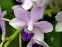 Doritaenopsis Kenneth Schubert, Moth Orchid hybrid flower with bluish purple color, Phal, Phalaenopsis, Orchids in the Park 2017, Golden Gate Park, San Francisco, California