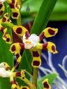 Oncidium tigroides, orchid species with small brown white and yellow flowers, Orchids in the Park 2017, Golden Gate Park, San Francisco, California