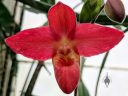 Phragmipedium besseae, Lady Slipper flower, orchid species, Phrag, Conservatory of Flowers, Golden Gate Park, San Francisco, California