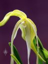 Phragmipedium lindenii, Phrag, Lady Slipper orchid species, unusual flower, Orchids in the Park 2017, Golden Gate Park, San Francisco, California