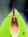 Restrepia orchid flower, miniature orchid, flower close up, Orchids in the Park 2017, Golden Gate Park, San Francisco, California