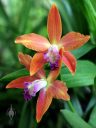Schomburgkia thomsoniana x brysiana, Myrmecophila hybrid, orchid flowers, Orchids in the Park 2017, Golden Gate Park, San Francisco, California
