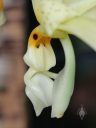 Stanhopea wardii, close up of unusual flower lip, orchid species, Orchids in the Park 2017, Golden Gate Park, San Francisco, California