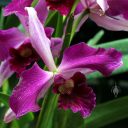 Laelia purpurata 'Hot Night' AM/AOS, orchid species, Orchids in the Park 2017, Golden Gate Park, San Francisco, California
