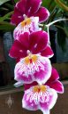 Miltoniopsis flowers, Pansy Orchid, Conservatory of Flowers, Golden Gate Park, San Francisco, California