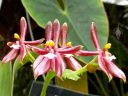 Phalaenopsis cornu-cervi, Moth Orchid species, Phal, Conservatory of Flowers, Golden Gate Park, San Francisco, California