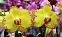 Phalaenopsis flowers, Moth Orchid hybrids, Phals, Orchids in the Park 2017, Golden Gate Park, San Francisco, California