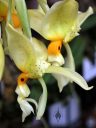 Stanhopea wardii, orchid species flowers, weird flowers, Orchids in the Park 2017, Golden Gate Park, San Francisco, California