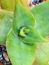 Aloe striata, succulent leaves with water drops, growing outdoors in Pacifica, California