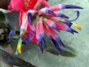 Billbergia bromeliad flowers, growing outdoors in Pacifica, California