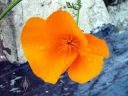 California poppy flower, Eschscholzia californica, California native species, growing outdoors in Pacifica, California