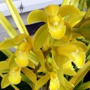 Cymbidium hybrid orchid flowers, growing outdoors in Pacifica, California