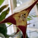 Dracula orchid flower, pleurothallid, Conservatory of Flowers, Golden Gate Park, San Francisco, California