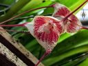 Dracula astuta, orchid species flower, pleurothallid, Conservatory of Flowers, Golden Gate Park, San Francisco, California