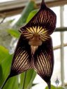 Dracula vampira, orchid species flower, pleurothallid, Conservatory of Flowers, Golden Gate Park, San Francisco, California