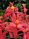 Epidendrum flowers, reed stem epidendrum orchid, growing outdoors in Pacifica, California