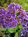 Limonium flowers, growing outdoors in Pacifica, California