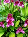 Masdevallia chaparensis, pleurothallid, orchid species flowers, growing outdoors in Pacifica, California
