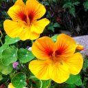 Nasturtium flowers, orange and red flowers, growing outdoors in Pacifica, California