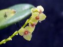 Stelis orchid species flowers, miniature orchid, small flowers, pleurothallid, grown outdoors in Pacifica, California