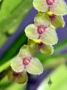 Stelis orchid species flowers, miniature orchid, small flowers, pleurothallid, grown outdoors in Pacifica, California