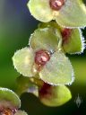 Stelis orchid species flower, miniature orchid, small flowers, pleurothallid, grown outdoors in Pacifica, California