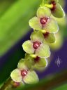 Stelis orchid species flower, miniature orchid, small flowers, pleurothallid, grown outdoors in Pacifica, California