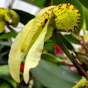 Bulbophyllum grandiflorum, orchid species flower, weird flower, Conservatory of Flowers, Golden Gate Park, San Francisco, California