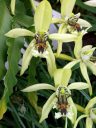 Coelogyne pandurata, orchid species flowers, Conservatory of Flowers, Golden Gate Park, San Francisco, California