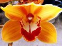 Cymbidium orchid hybrid flower, grown outdoors in Pacifica, California