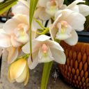 Cymbidium orchid hybrid flowers with water drops, grown outdoors in Pacifica, California