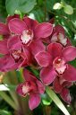 Cymbidium orchid hybrid flowers, grown outdoors in San Francisco, California