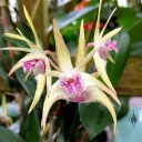 Dendrobium orchid flowers, fragrant flowers, Conservatory of Flowers, Golden Gate Park, San Francisco, California