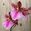 Odontoglossum bic-ross, odont, orchid hybrid flowers, aka Rhynchostele bic-ross, grown outdoors in Pacifica, California