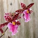 Odontoglossum bic-ross, odont, orchid hybrid flowers, aka Rhynchostele bic-ross, grown outdoors in Pacifica, California