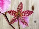 Odontoglossum bic-ross, odont, orchid hybrid flower, back view of flower, aka Rhynchostele bic-ross, grown outdoors in Pacifica, California