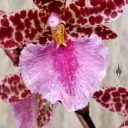 Odontoglossum bic-ross, odont, orchid hybrid flowers, close up of flower lip, aka Rhynchostele bic-ross, grown outdoors in Pacifica, California